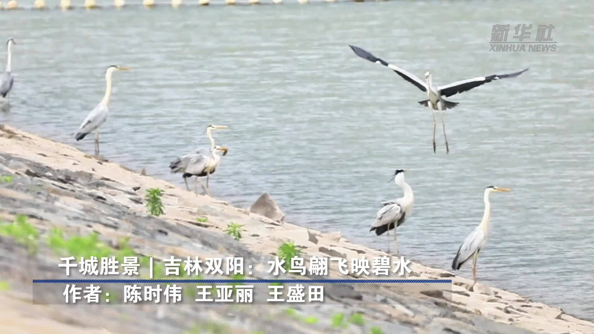 千城胜景｜吉林双阳：水鸟翩飞映碧水
