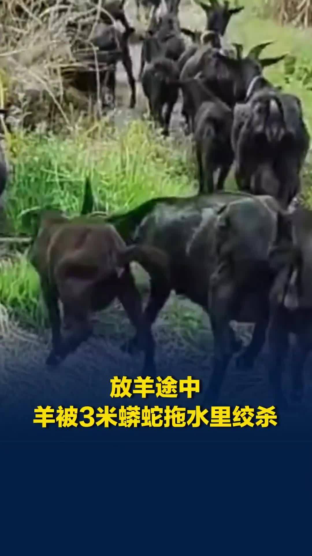 女子放羊途中山羊被蟒蛇缠绕拖进水中，蟒蛇目测3米多长，山羊已死亡