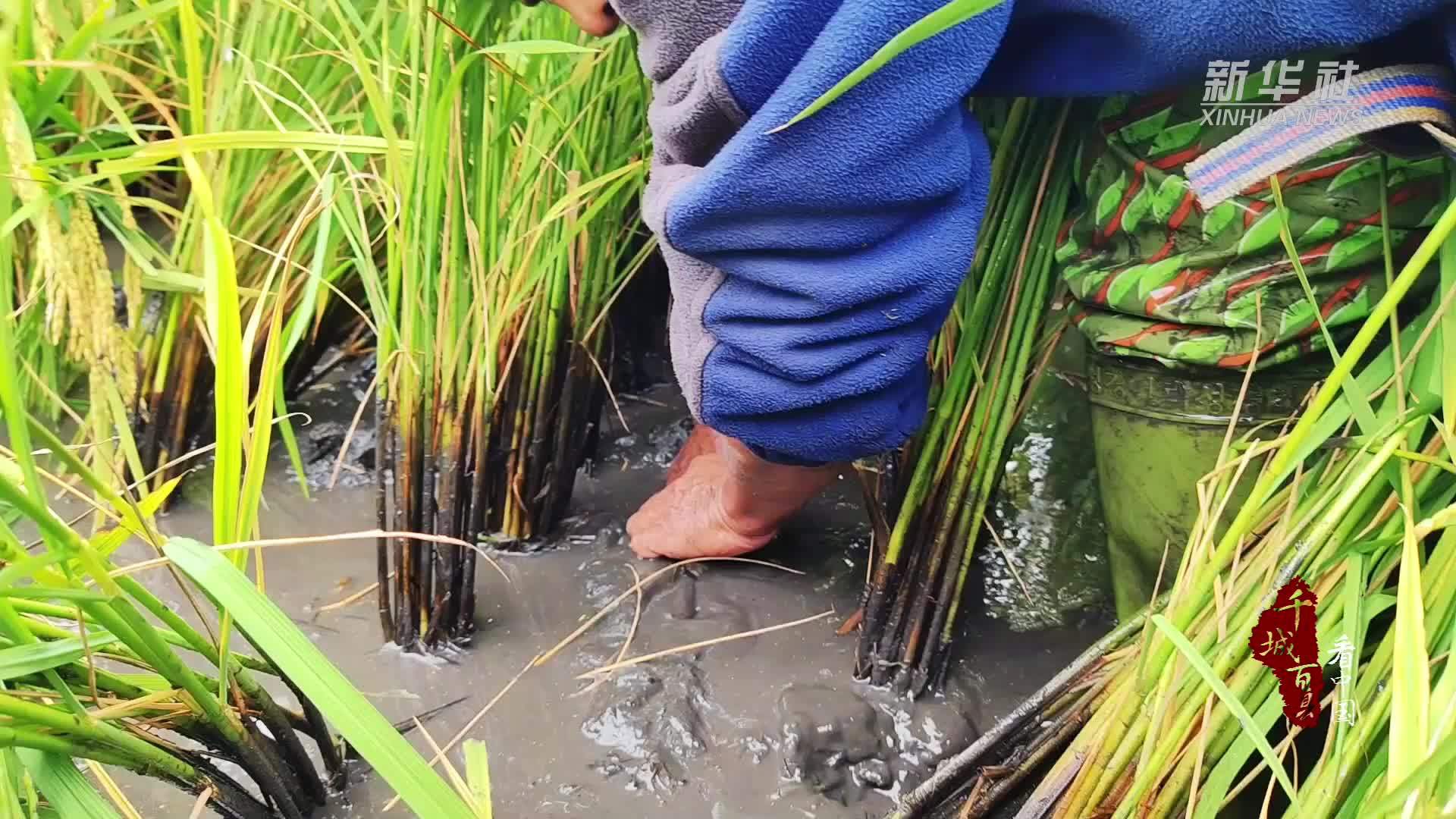 千城百县看中国｜内蒙古阿荣旗：稻香鱼肥虾满田