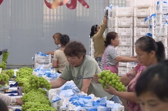 就业农旅双驱动 澧县延伸增收产业链