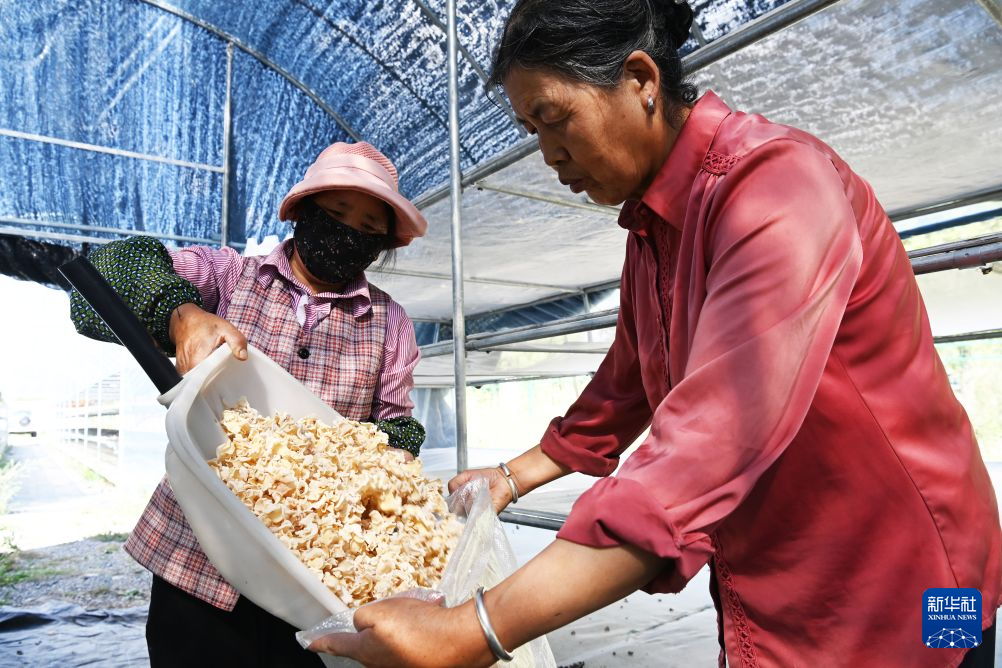 8月31日，在卓尼县木耳镇一处食用菌种植基地，工作人员将晒干的木耳装袋。
