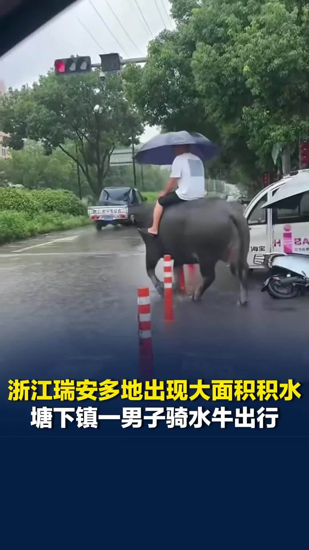 浙江瑞安多地出现大面积积水，塘下镇一男子骑水牛出行，当地交警：若发现会劝告和制止