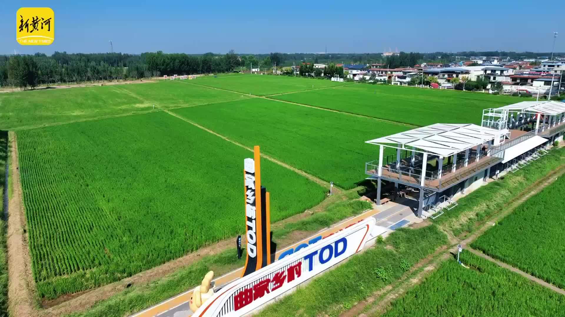地铁直达，济南曲家庄村稻田美出圈