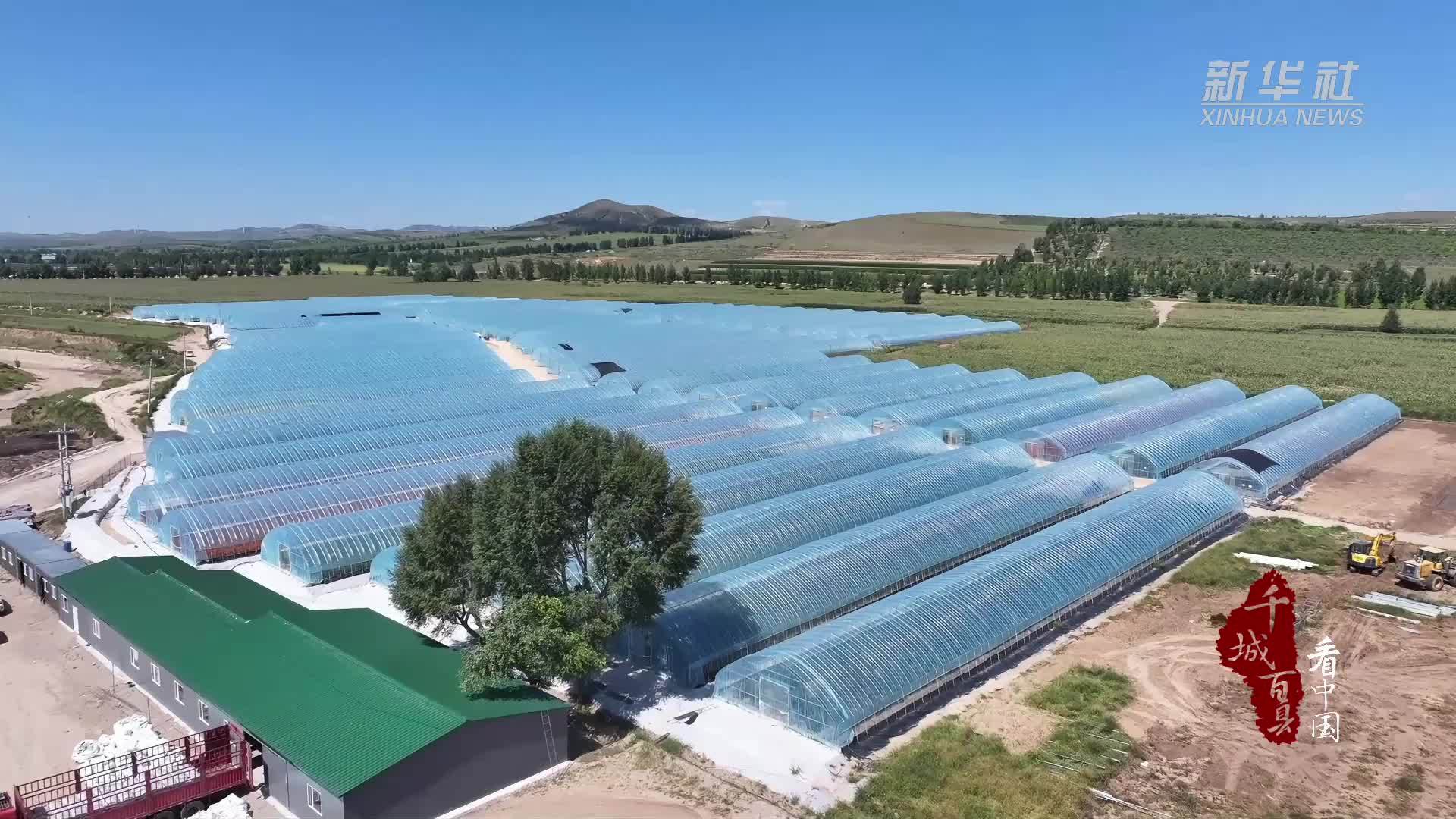 千城百县看中国｜内蒙古：万寿菊制种产业促农增收