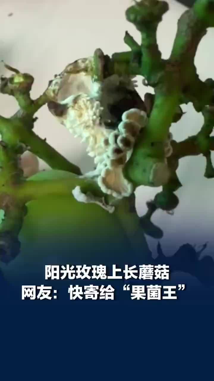 阳光玫瑰上长蘑菇被中科院看上，科研人员：已收到，是裂褶菌