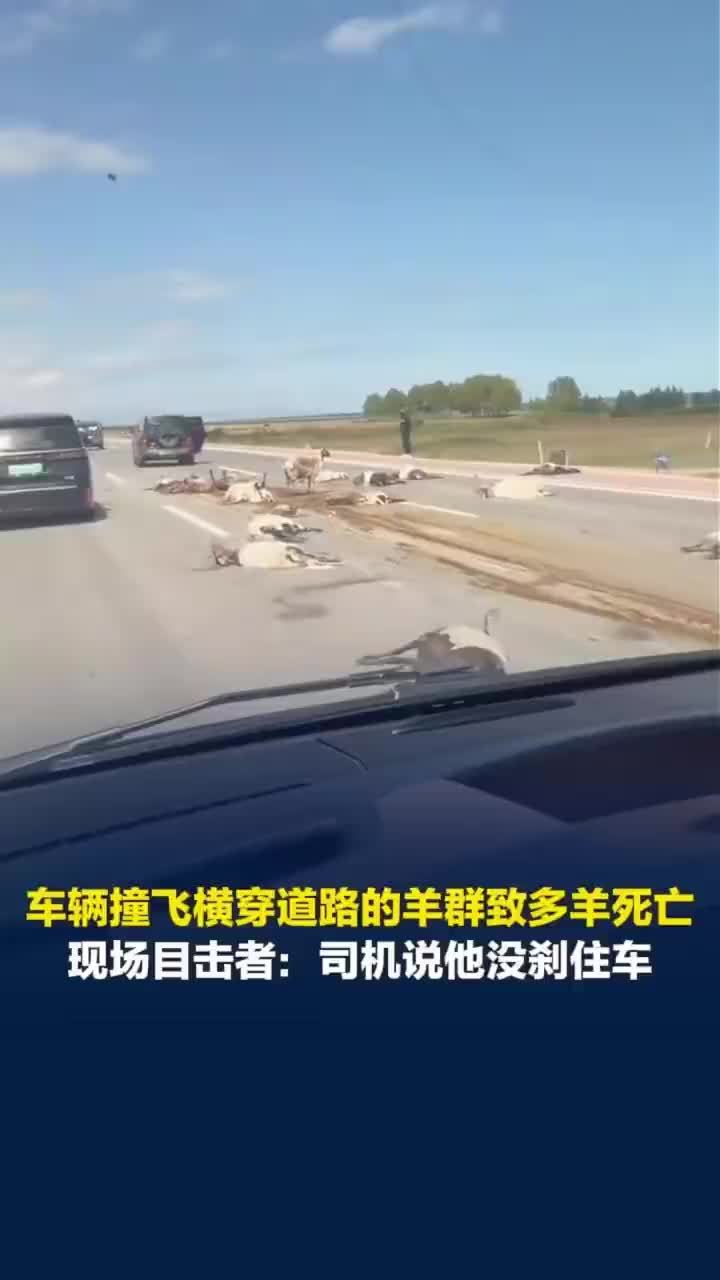 车辆撞飞横穿道路羊群致多羊死亡，目击者称示羊群被撞司机说没刹住车