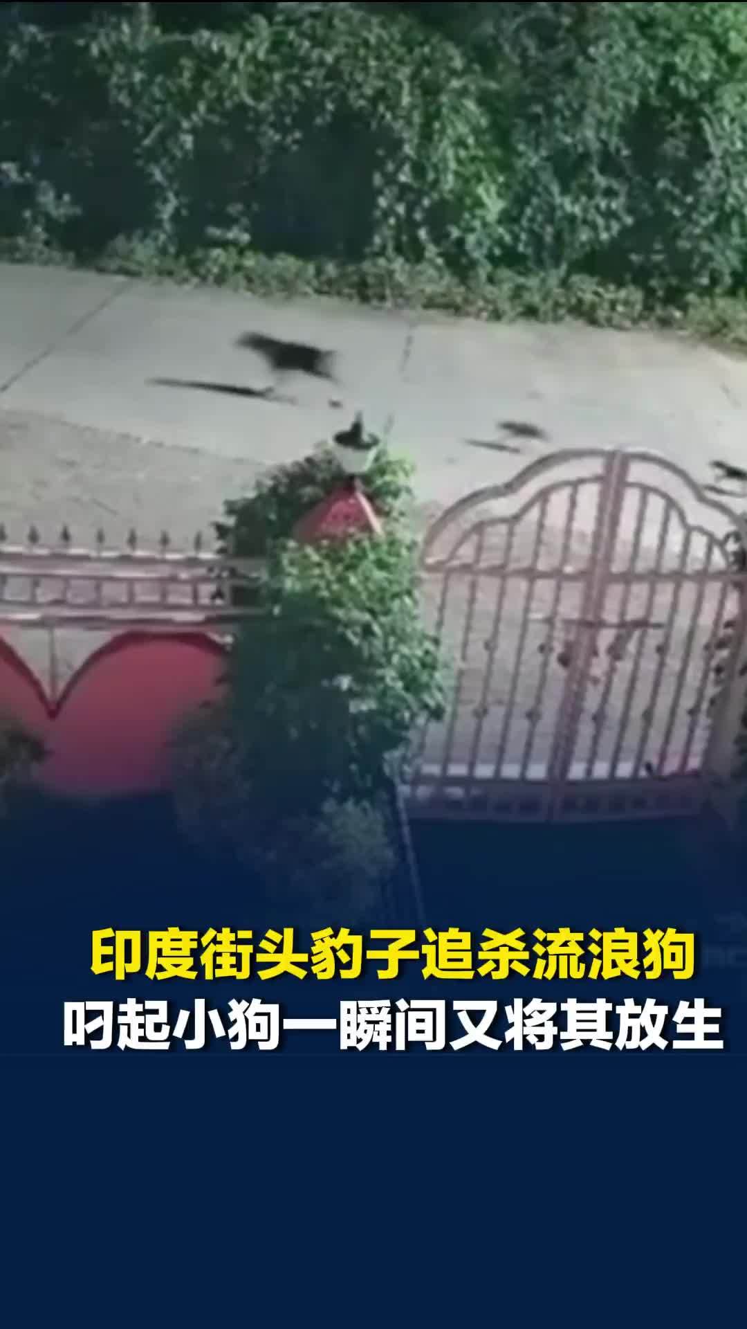 印度街头豹子追杀流浪狗，叼起小狗一瞬间又将其放生，监控拍下离奇一幕