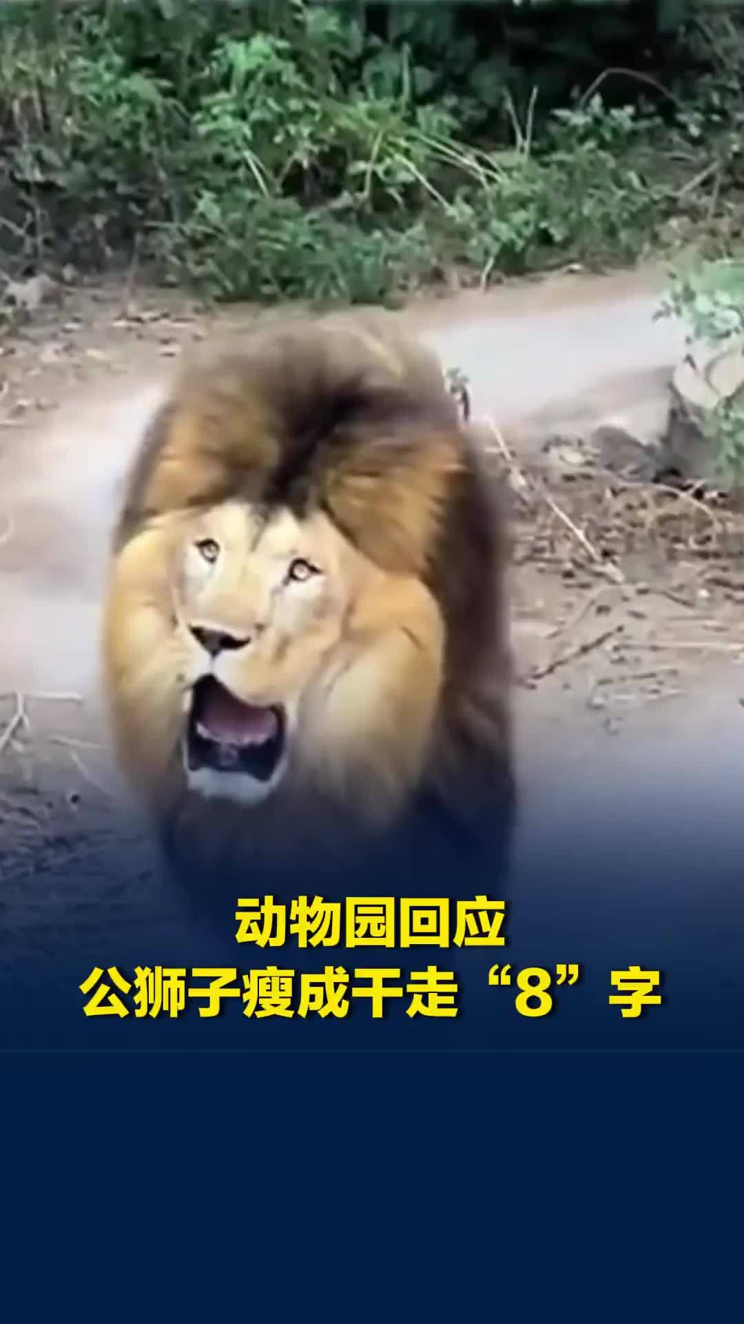 网友拍到锦州一动物园狮子瘦成干，来回走8字疑似抑郁，动物园回应：可能是想孩子了