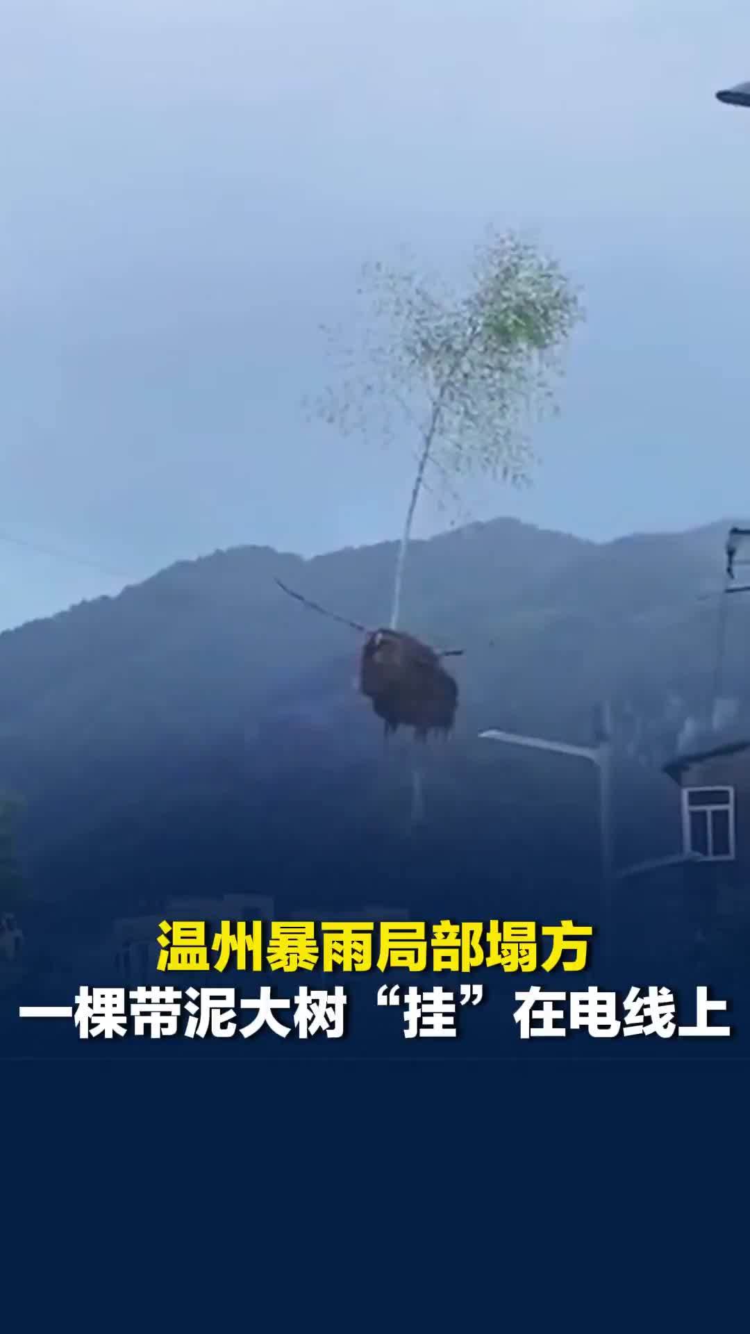 温州暴雨局部塌方，一棵带泥大树“挂”在电线上，供电局：供电未受影响