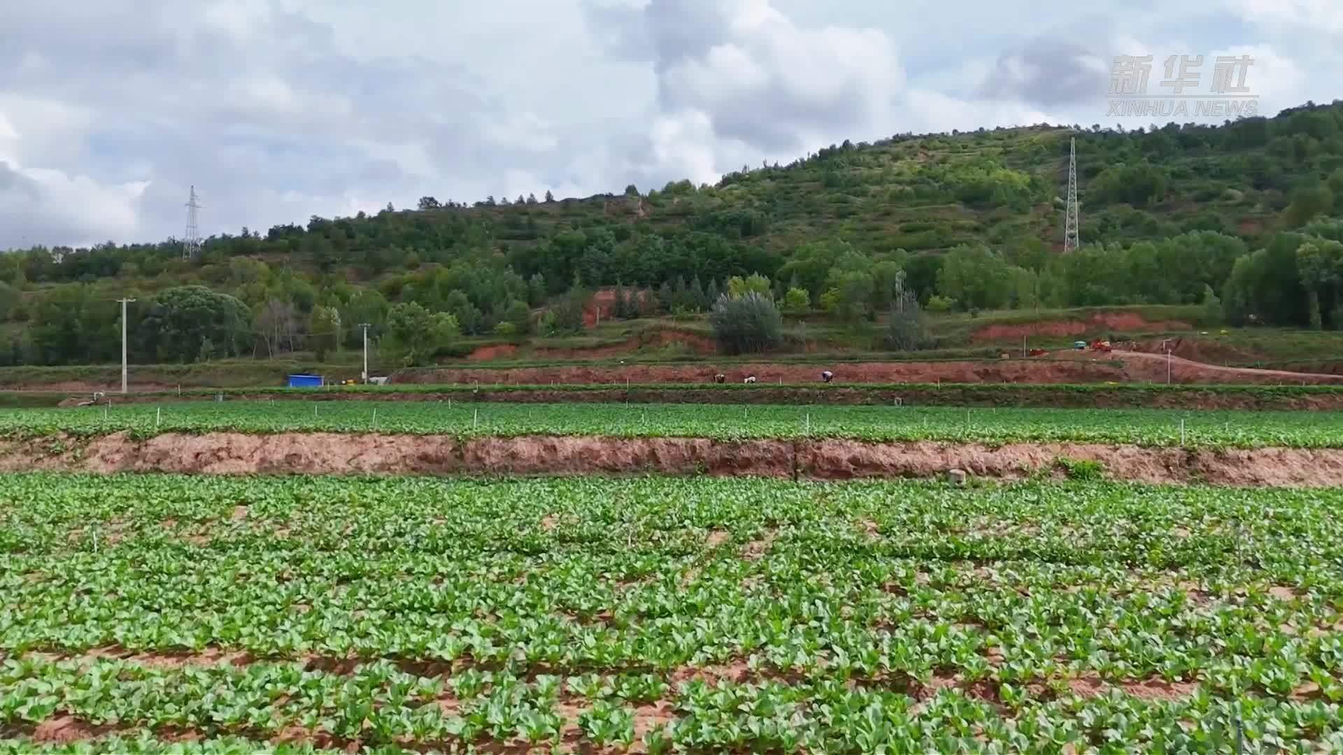 宁夏隆德：冷凉蔬菜收获忙