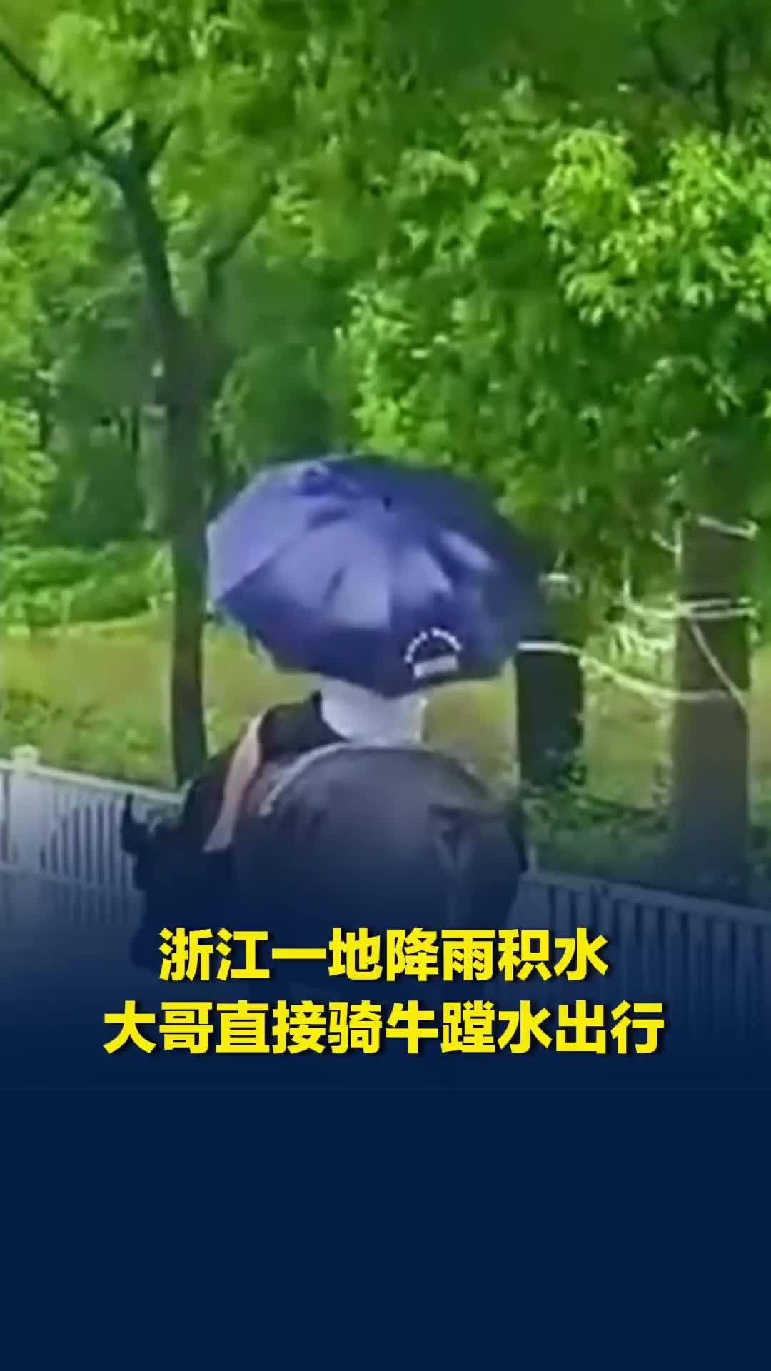 什么越野车都不好使！浙江一地降雨积水，一男子骑牛蹚水出行