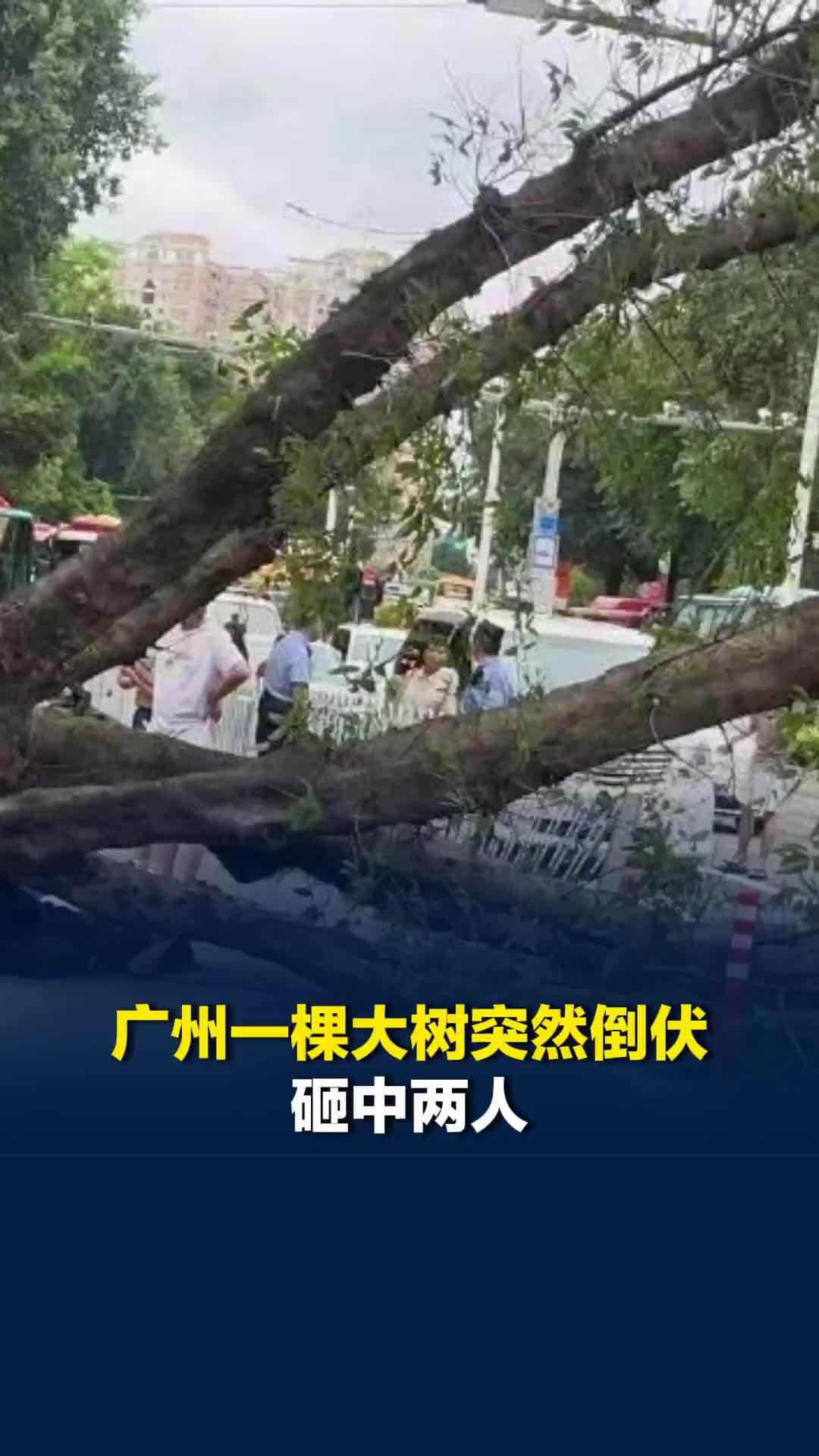 广州一棵大树突然倒伏砸中两人，当地回应：事故主要由强风导致，伤者暂无生命危险