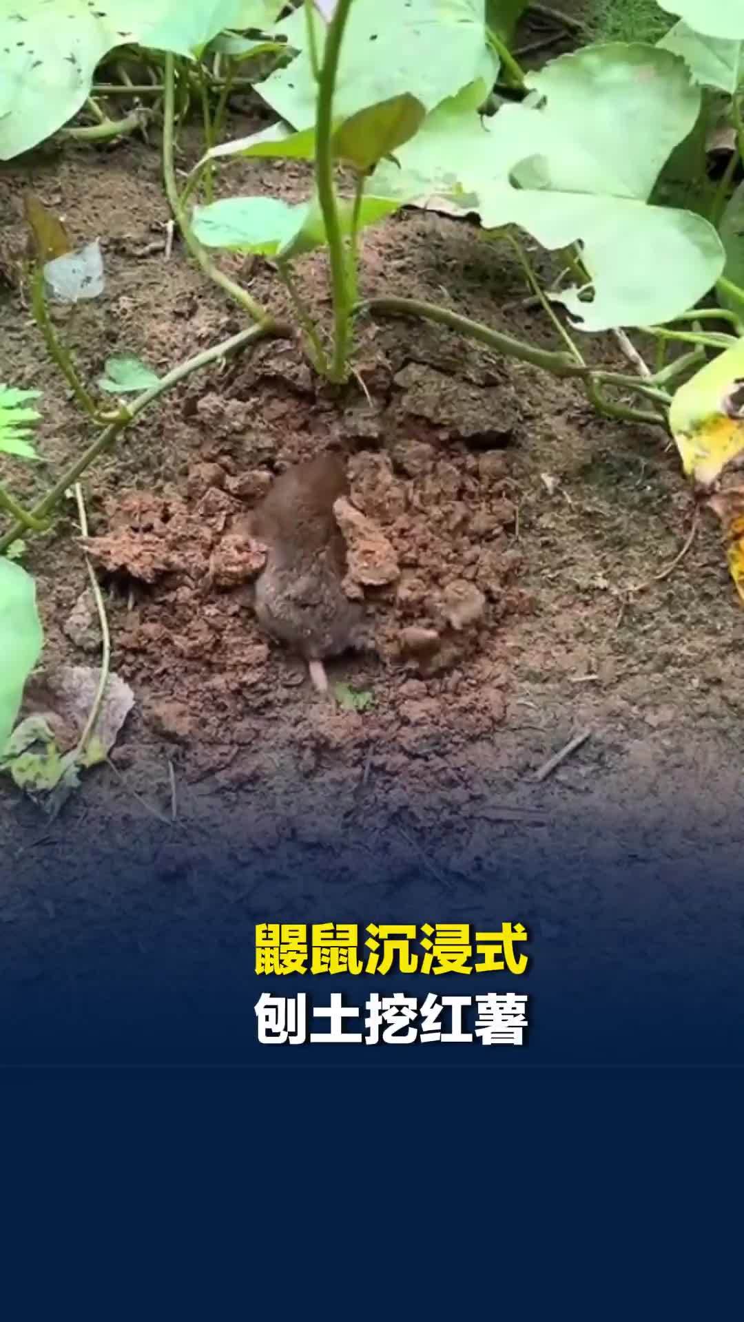 鼹鼠沉浸式刨土挖红薯，网友：这是正宗“鼠”假工