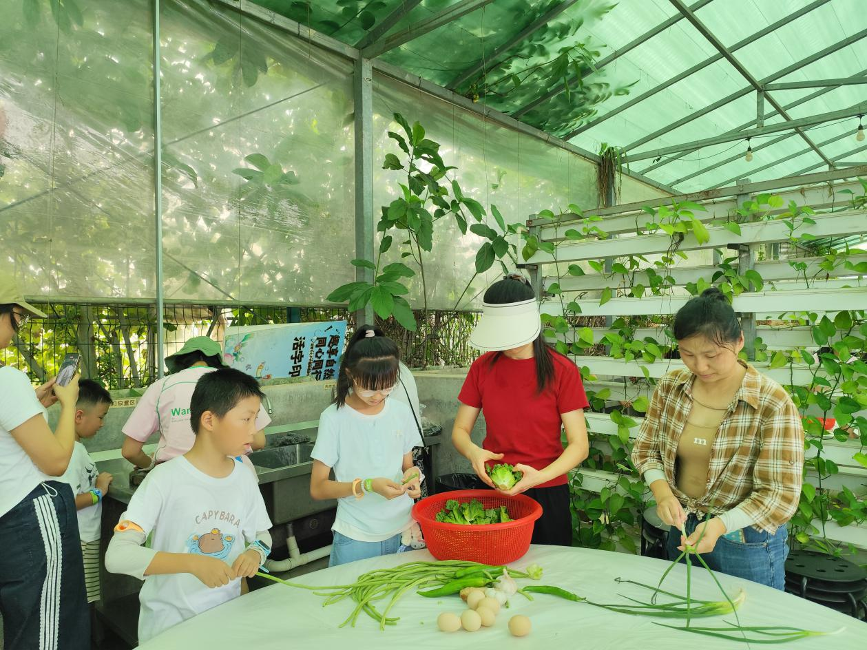 采摘新鲜蔬菜