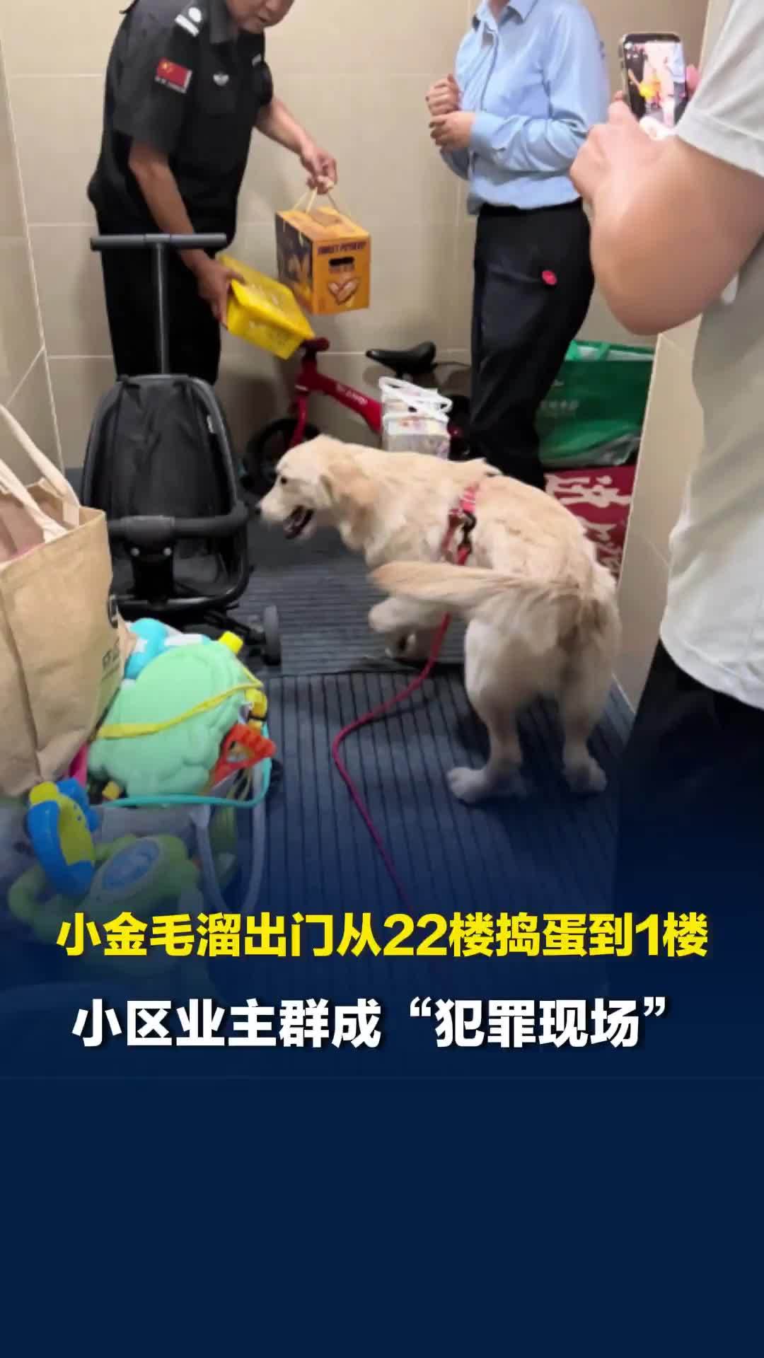 7个月大小金毛溜出门从22楼捣蛋到1楼，隔天主人带着鲜花水果挨家挨户道歉