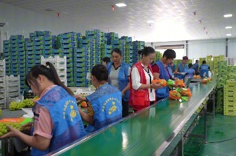 向科技要生产力 澧县以绿色技术破解葡萄种植难题