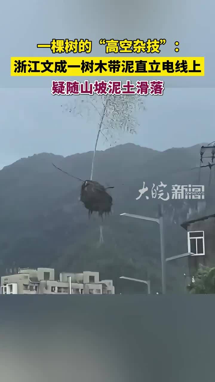 一棵树的“高空杂技”：浙江文成一树木带泥直立电线上，疑随山坡泥土滑落