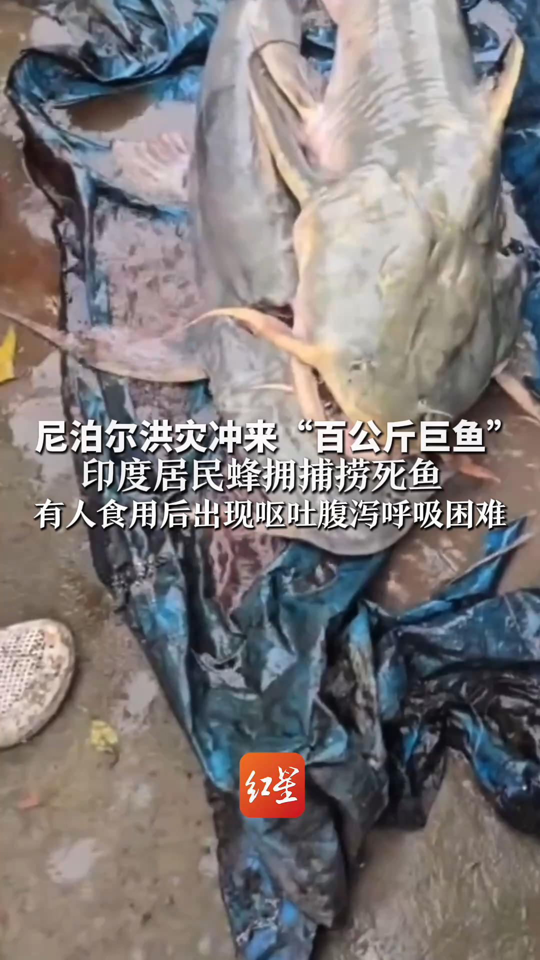 尼泊尔洪灾冲来“百公斤巨鱼”印度居民蜂拥捕捞死鱼 有人食用后出现呕吐腹泻呼吸困难 当地政府：这些鱼接触污水腐烂物等存在污染风险