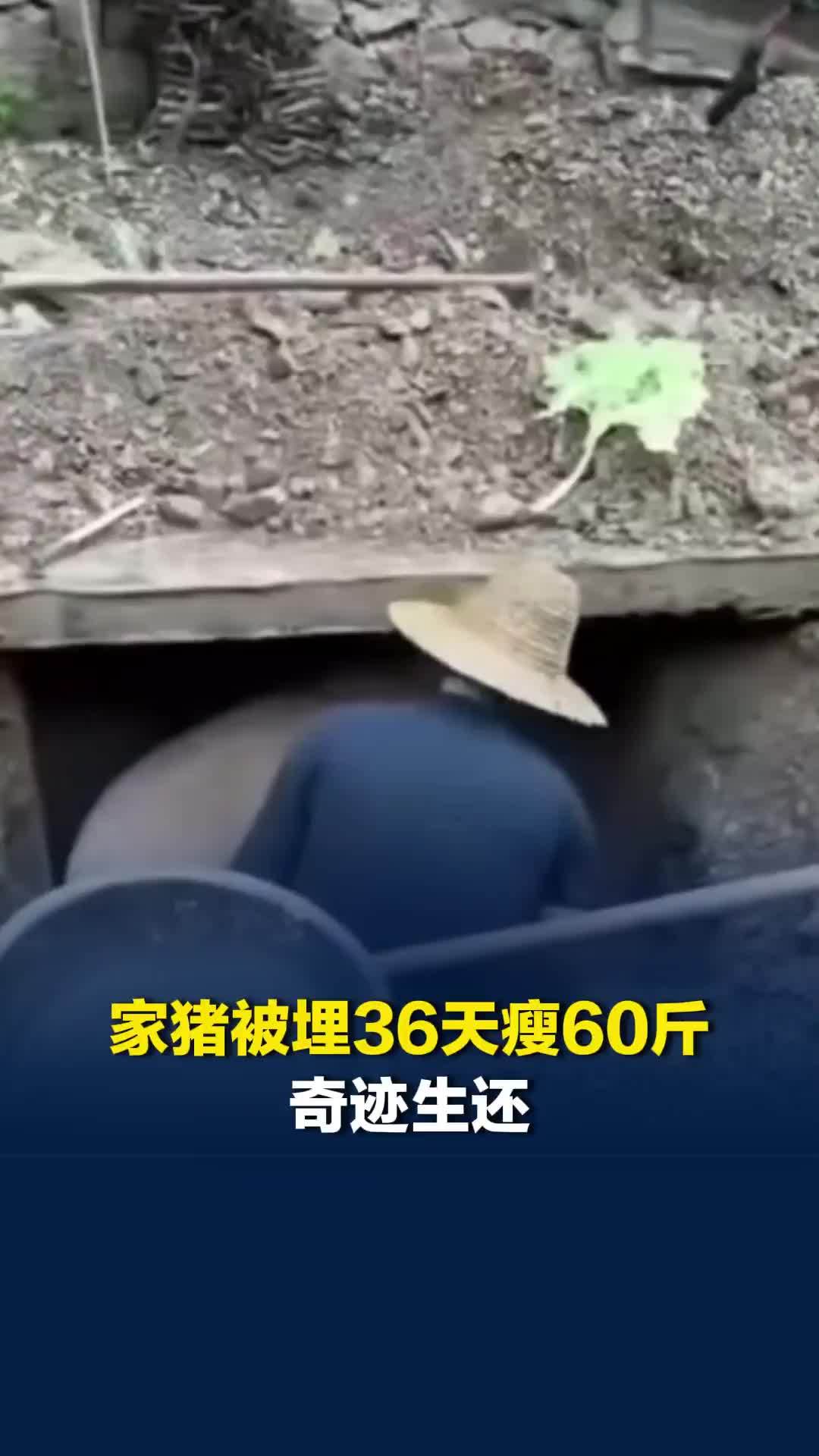 家猪被埋36天瘦60斤奇迹生还，农户：都放弃了，没想到它还活着
