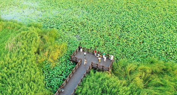 聊城东昌湖湿地：绿染湖岸，风送清凉 