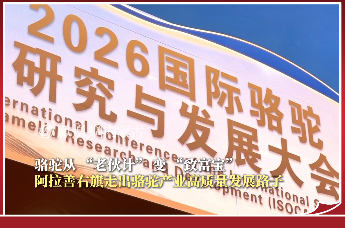 从“老伙计”变“致富宝”｜阿拉善右旗走出骆驼产业高质量发展路子