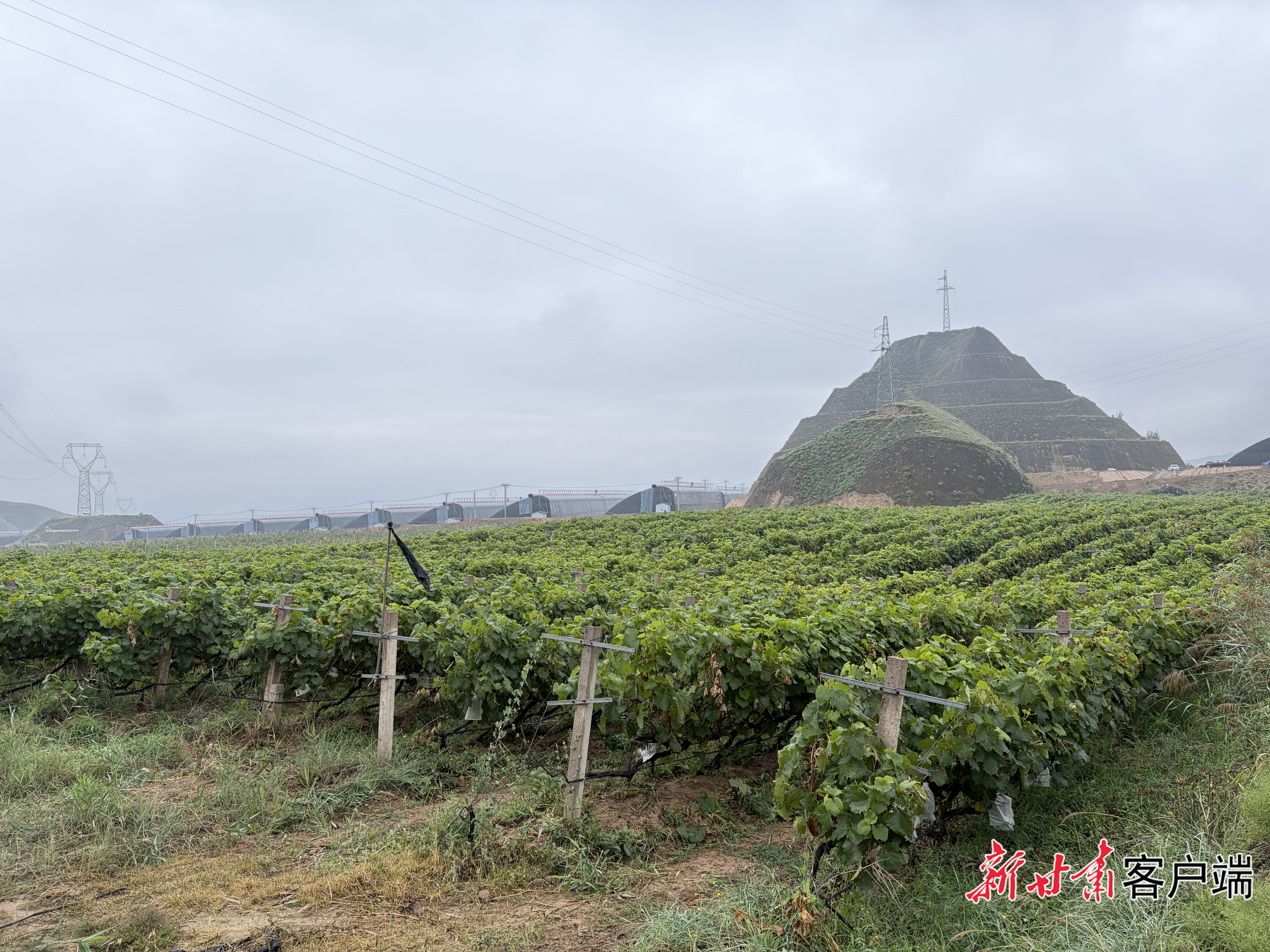 城北新村百亩葡萄成熟　本文图片均由新甘肃&middot;甘肃日报记者王虎摄