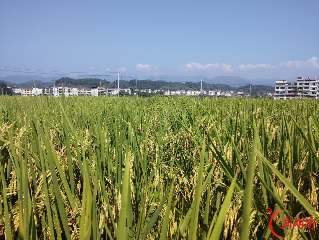 绥宁县武阳镇武阳村爽两优138超高产制种示范基地的水稻已成熟。