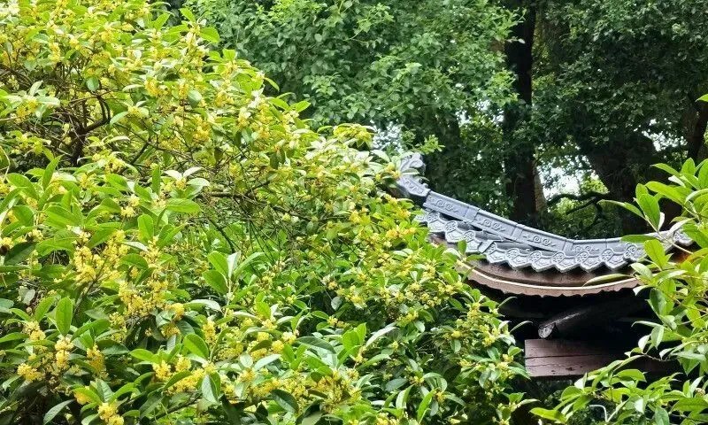 今年,烈士公园桂花提前近半个月绽放。 均为长沙晚报全媒体记者贺文兵摄
