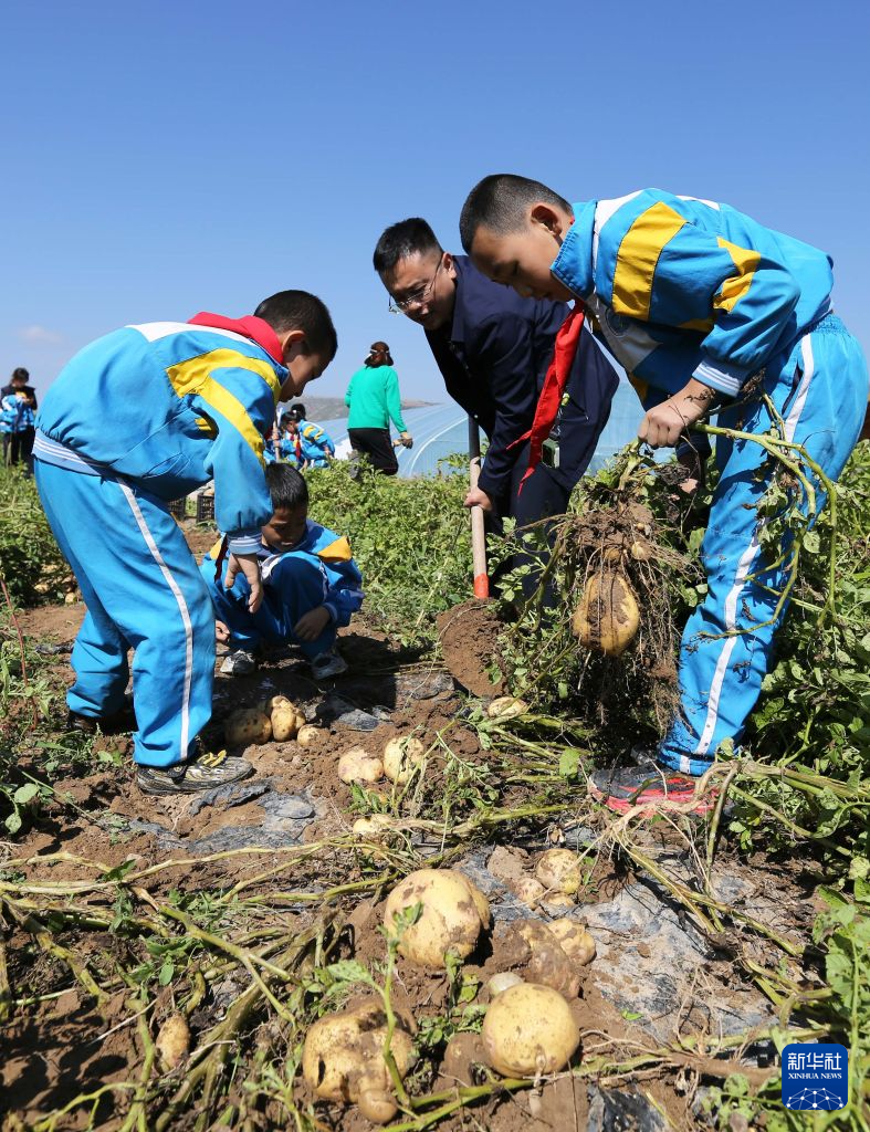 9月11日，公园路小学学生在劳动教育实践基地收获自己种植的马铃薯，准备用于义卖。新华社发（王克贤　摄）