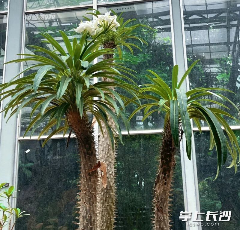 狼牙棒园艺俗称亚阿相界,原产于马达加斯加。均为长沙晚报通讯员 杨畅 摄