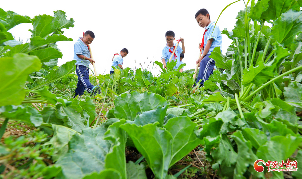 同学们为甜菜除草、松土