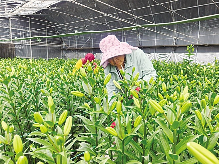 百合培育基地