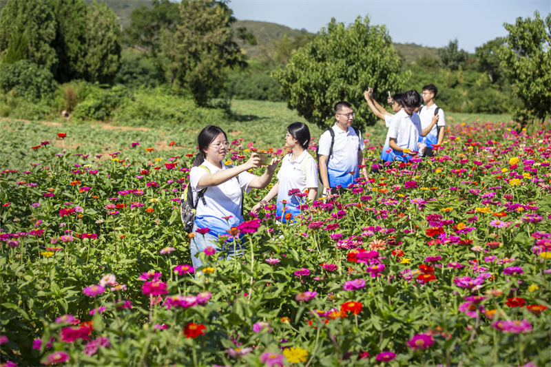 9月3日，邯郸市复兴区东高河村，北京邮电大学师生正在参观百日草花田。