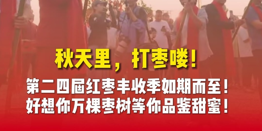 秋天里，打枣喽!好想你万颗红枣树等你品鉴甜蜜!