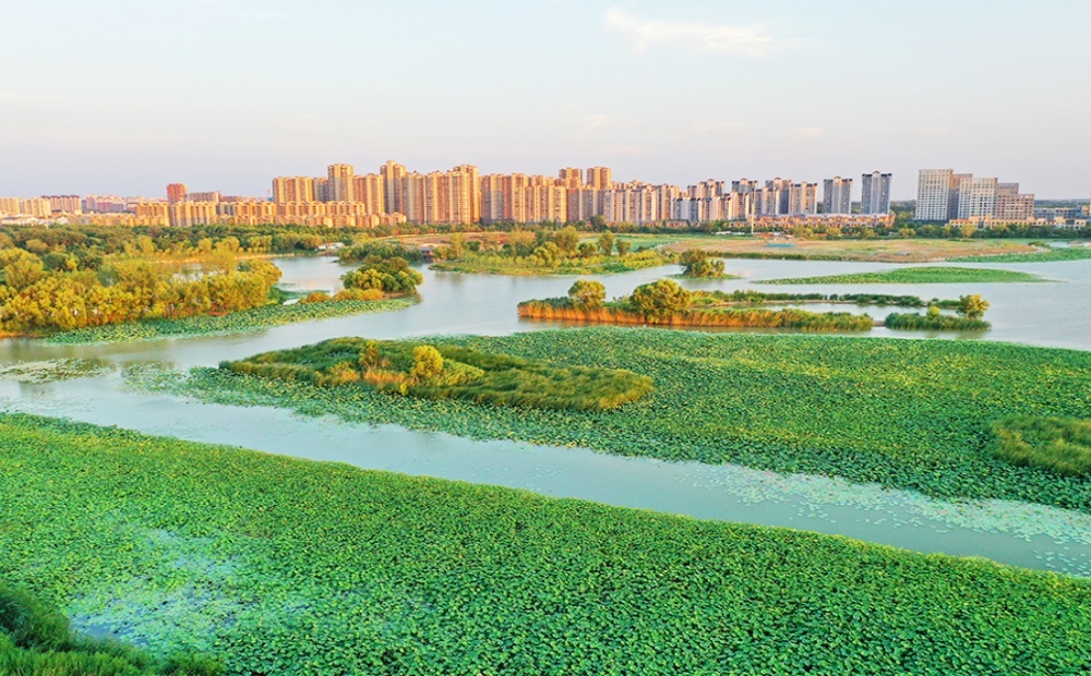 聊城东昌湖湿地：绿染湖岸，风送清凉 