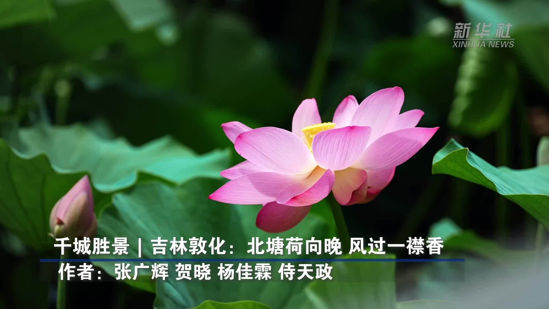 千城胜景｜吉林敦化：北塘荷向晚 风过一襟香