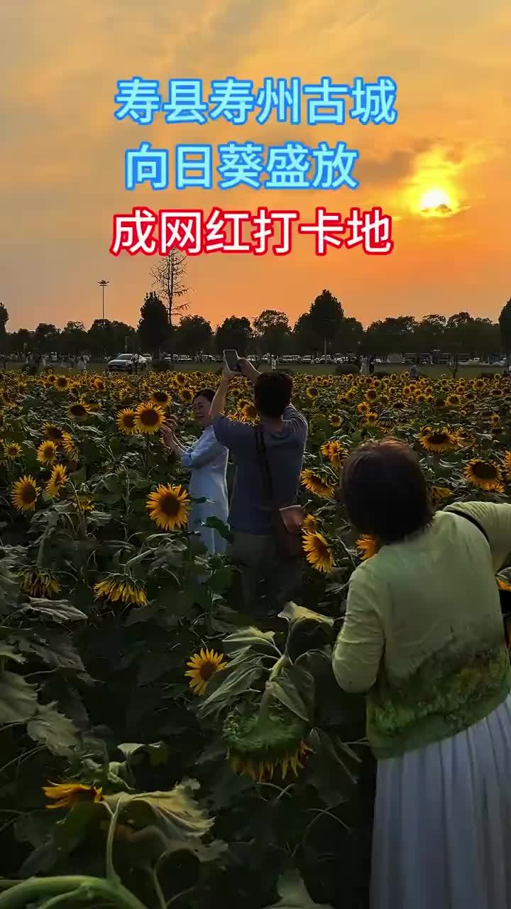 #媒体原创 寿县寿州古城，向日葵盛放，成网红打卡地#寿县 9月12日，淮南市寿县寿州古城游客中心东侧，大片向日葵迎来盛花期，金黄花海与千年古城相映成趣，吸引众多市民、游客前来观赏打卡，成为秋日里一