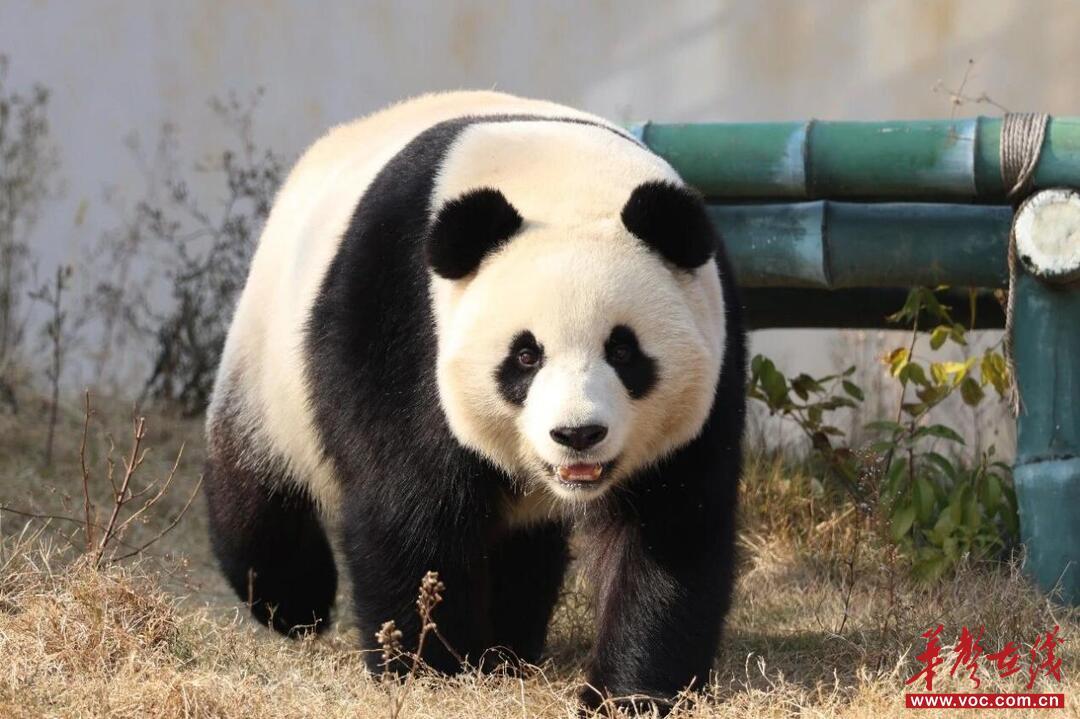 中华大熊猫苑。岳阳市文旅广电局供图