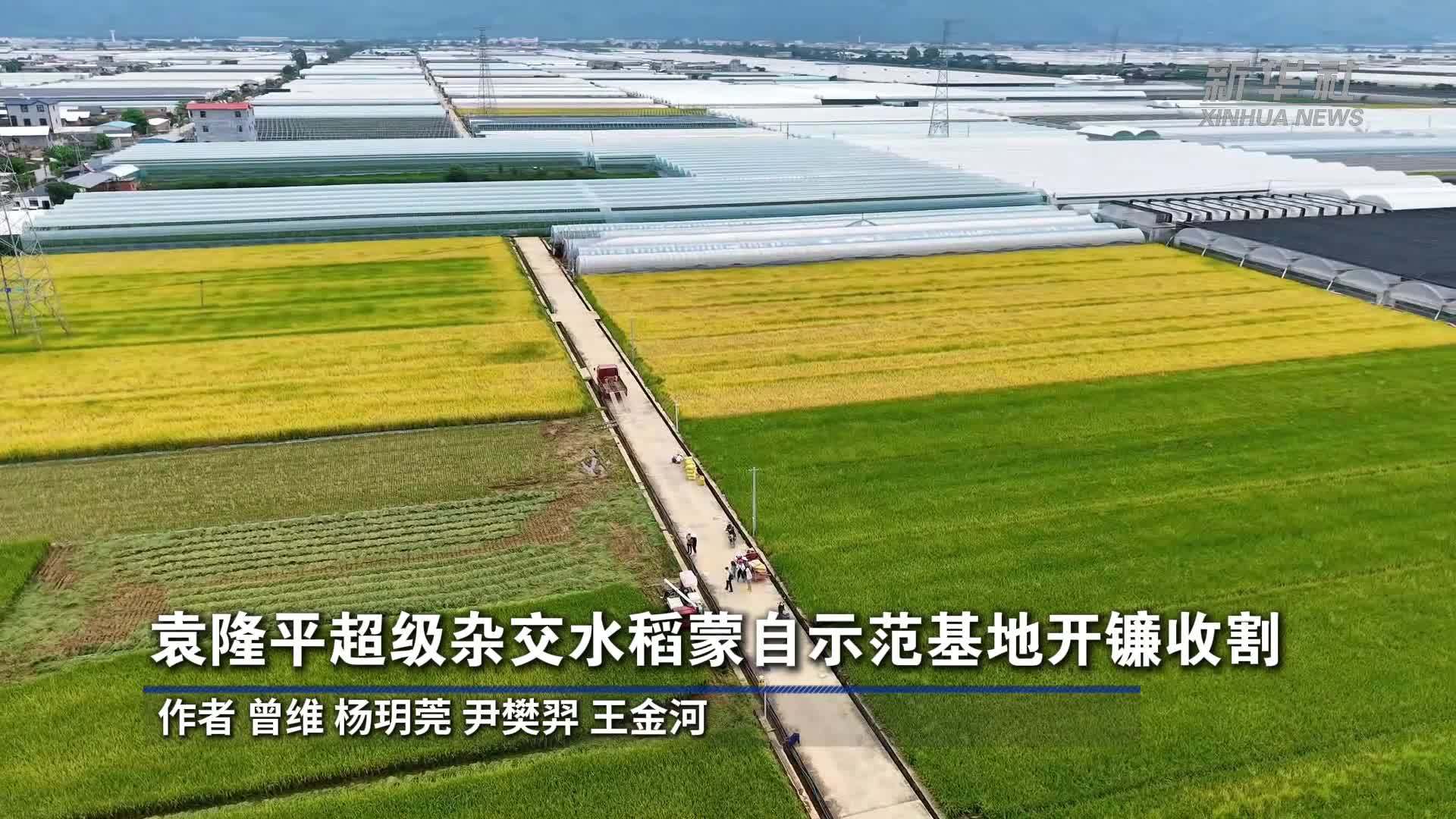 袁隆平超级杂交水稻蒙自示范基地开镰收割