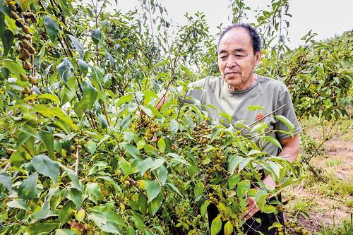 9月2日,涉县辽城乡西沟村北脑家庭农场,陈水洋在查看连翘长势。本报记者 田明摄