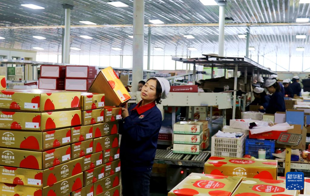 9月8日,在甘肃省平凉市静宁县工业园区的一家果品企业里,工人在码放包装好的苹果。新华社发(王毅 摄)
