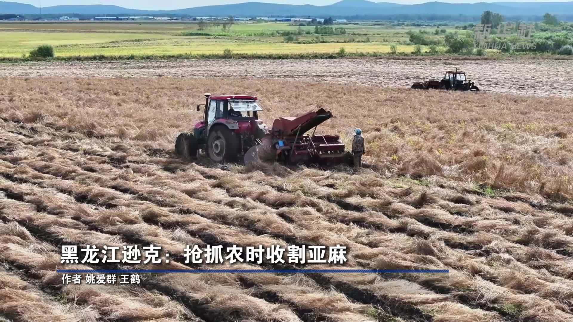黑龙江逊克：抢抓农时收割亚麻