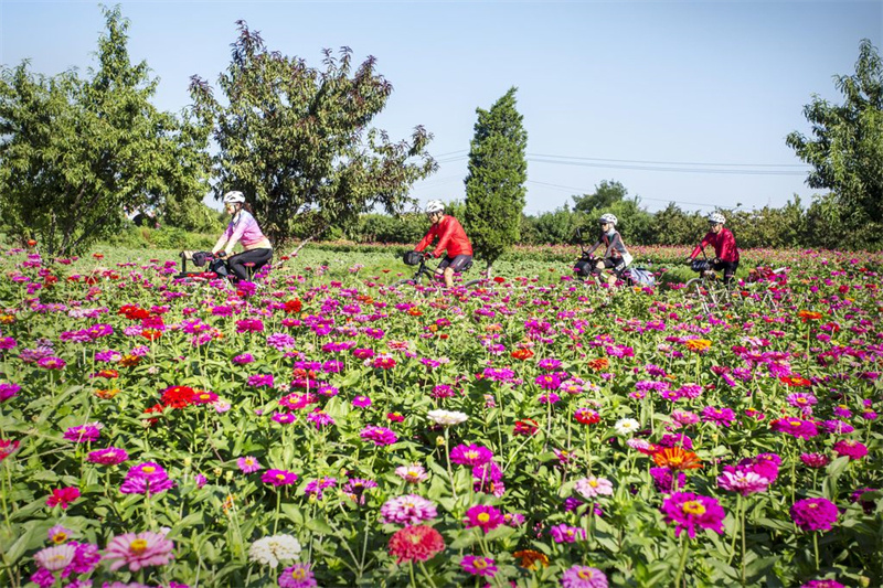 9月3日，邯郸市复兴区东高河村，骑行爱好者在百日草花田游览观赏。