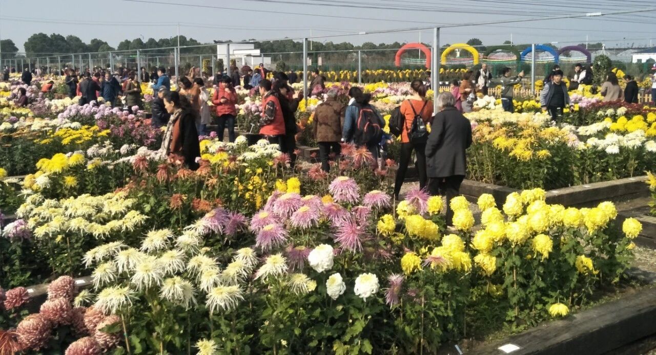 往届湖熟菊花展