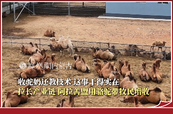 收驼奶还教技术 这事干得实在｜拉长产业链 阿拉善盟用骆驼带牧民增收