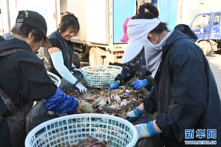 渔民在码头分拣海产品。新华网发 贾一凡 摄