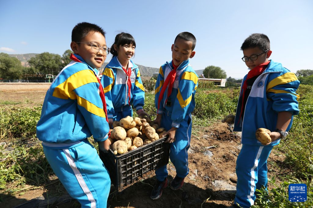 9月11日，公园路小学学生在劳动教育实践基地收获自己种植的马铃薯，准备用于义卖。新华社发（王克贤　摄）