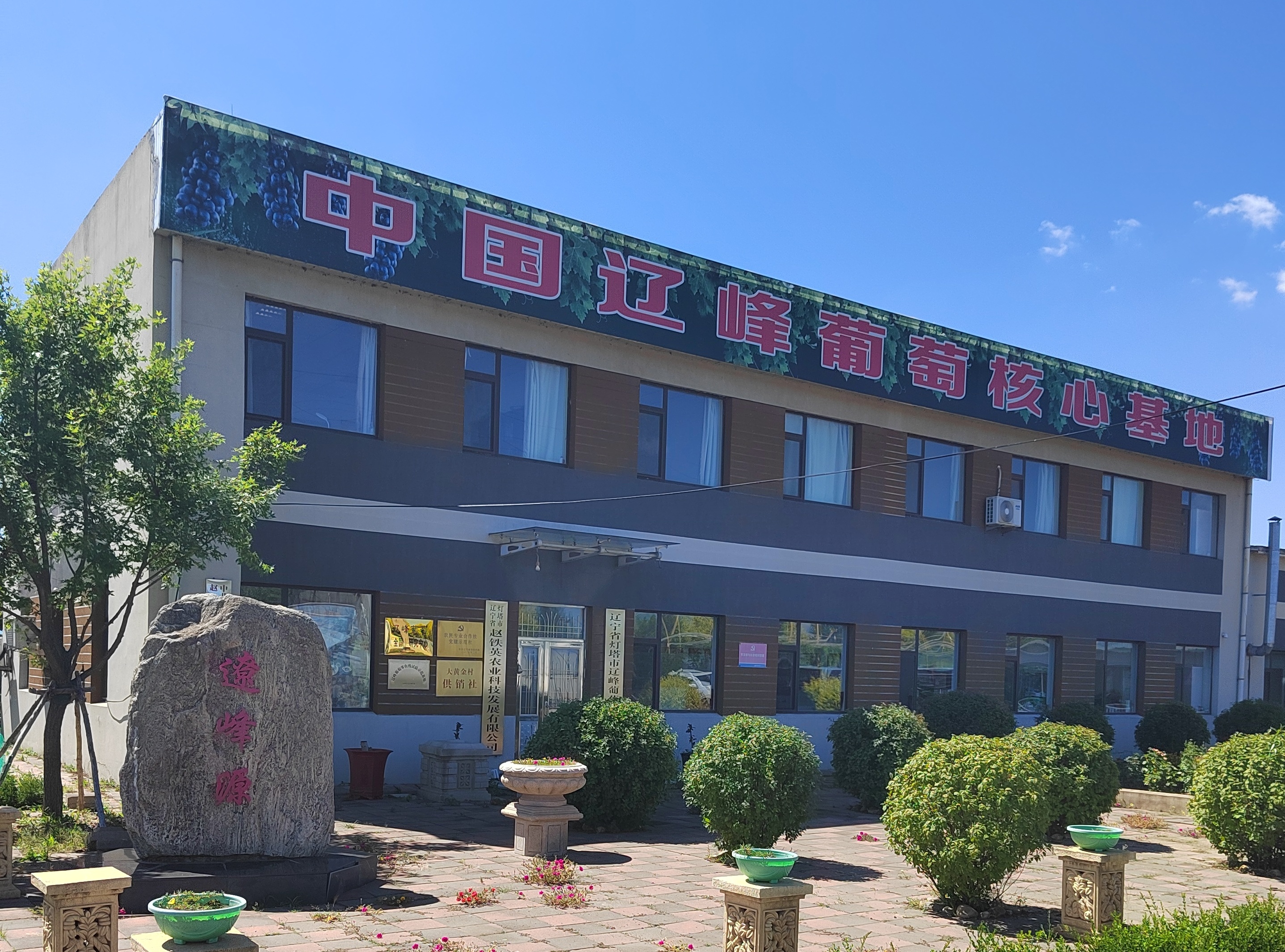 灯塔市赵铁英葡萄园迎来丰收季