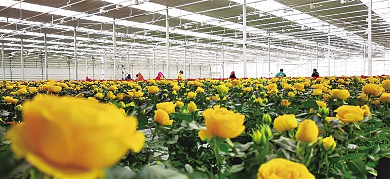 农投鲜花科技大棚