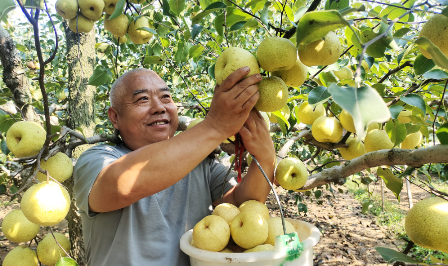 9月8日,梨农在商丘市宁陵县孔集乡齐小楼村采摘酥梨。(吕忠箱 摄)